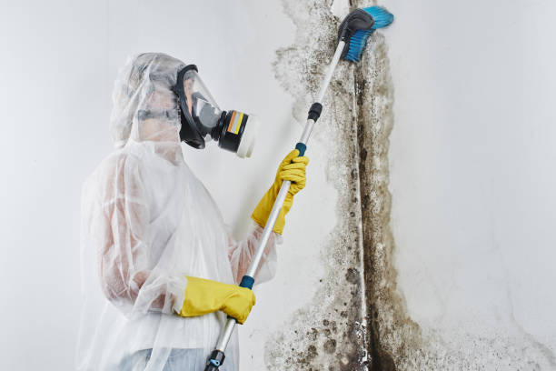 Best Local Mold Removal Service  in Boerne, TX