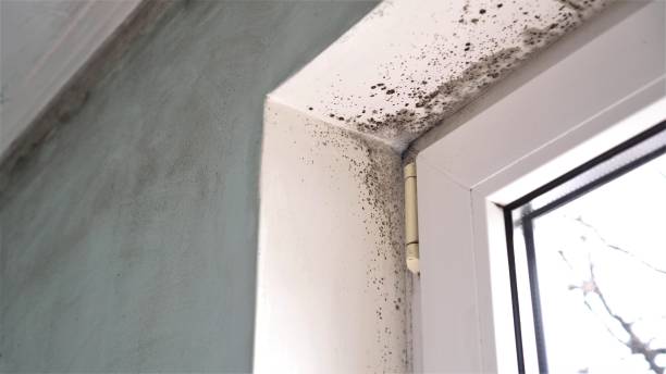 Best Local Mold Removal Service  in Boerne, TX