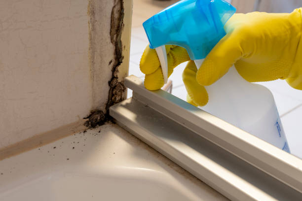 Best Professional Mold Removal  in Boerne, TX