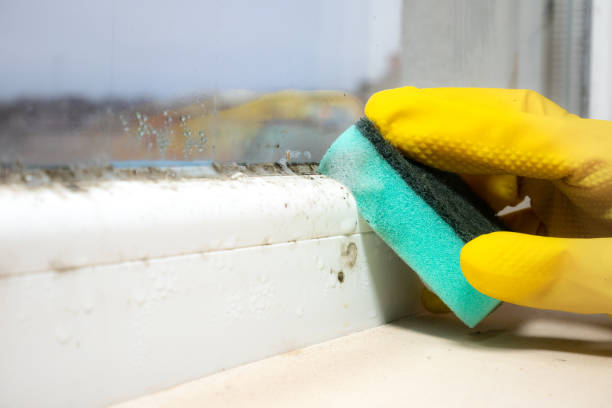 Best Emergency Mold Removal  in Boerne, TX