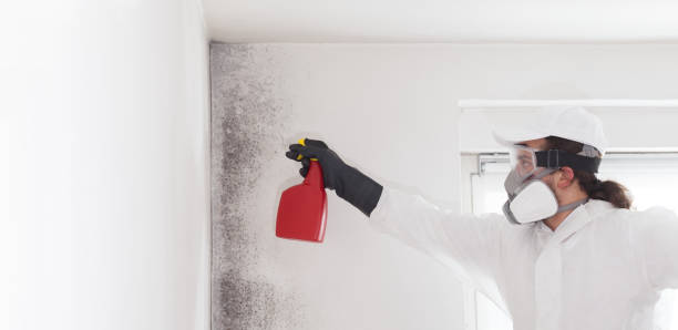 Best Mold Testing  in Boerne, TX