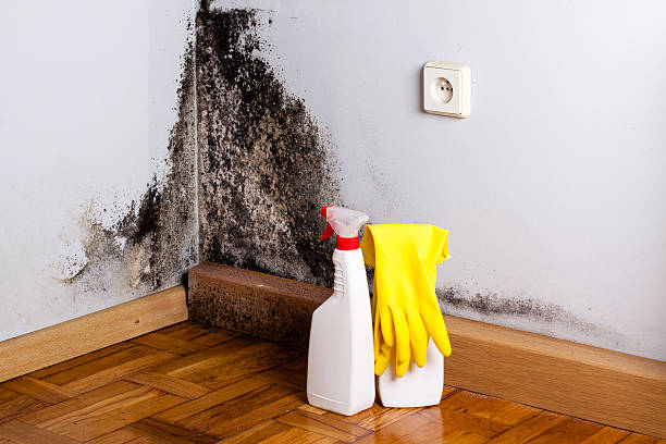 Best Residential Mold Removal  in Boerne, TX