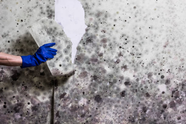 Best Certified Mold Removal  in Boerne, TX