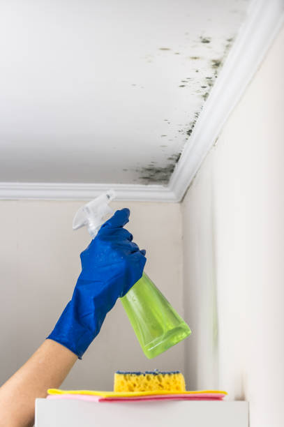 Best Attic Mold Removal  in Boerne, TX