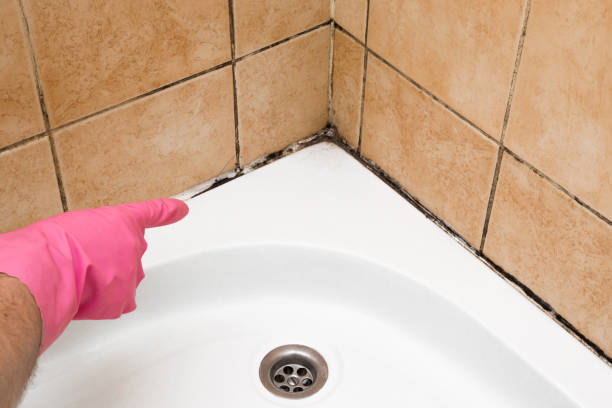 Best Mold Testing  in Boerne, TX