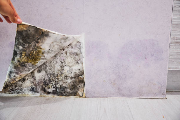 Best Mold Damage Repair  in Boerne, TX